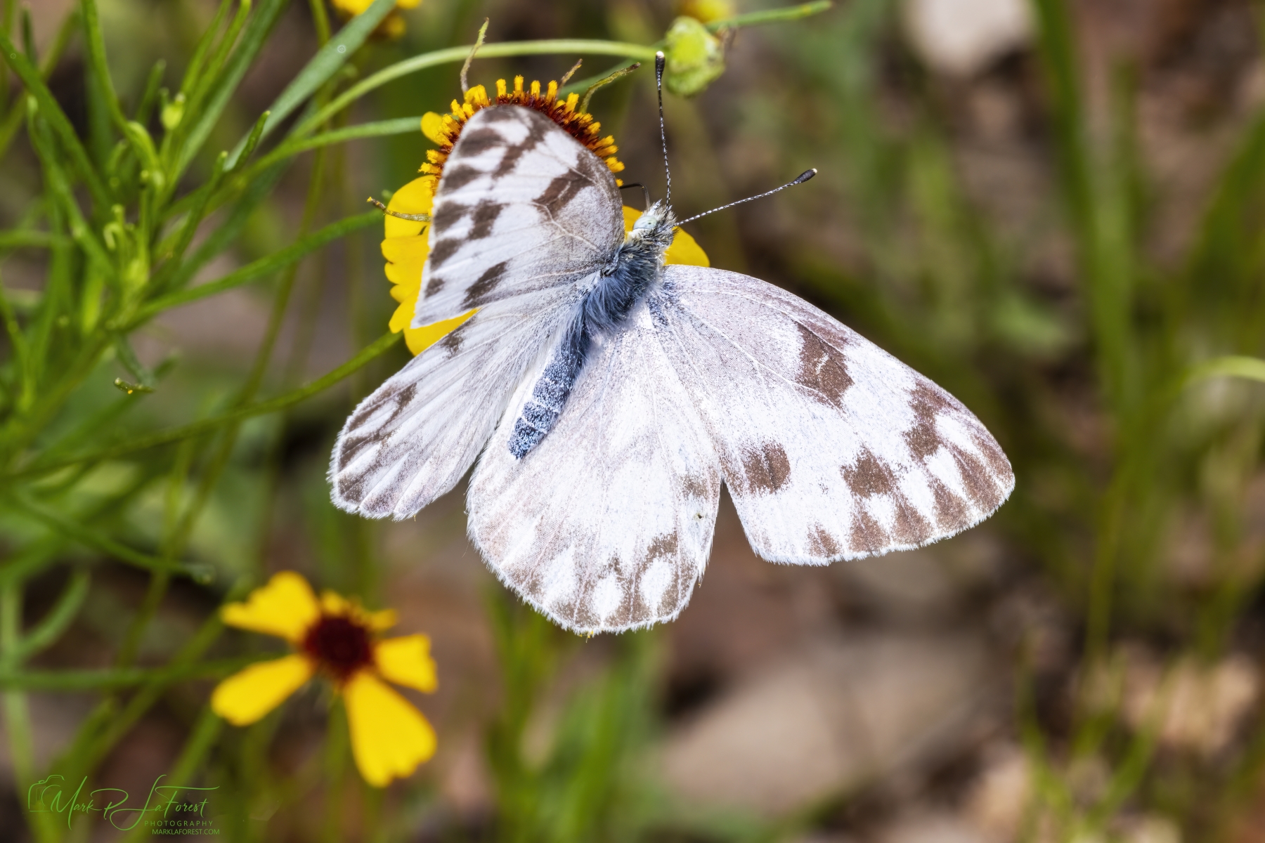 Checkered White, Butterfly April 2024